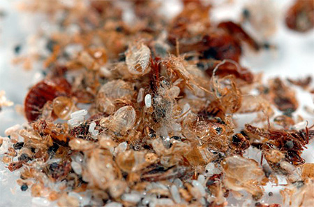 Ponte mélangée à des couvertures chitineuses d'insectes