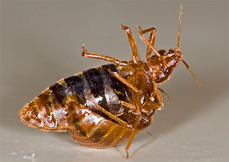 Les punaises de lit se reproduisent par insémination traumatique