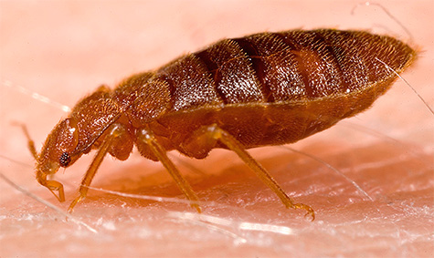 Accueil bug au moment de la morsure: photo en gros plan