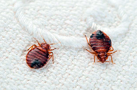 La punaise affamée a un corps plat