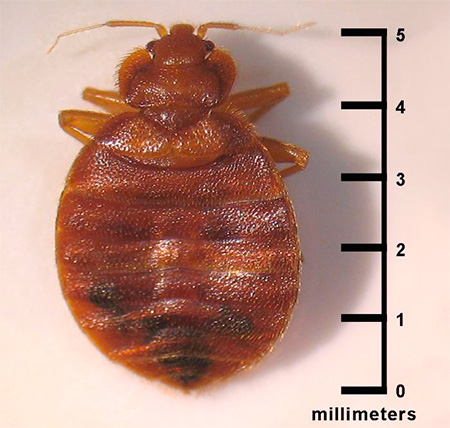 Le corps d'un insecte affamé est arrondi