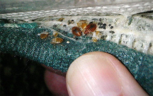 S'il y a des punaises de lit dans la maison