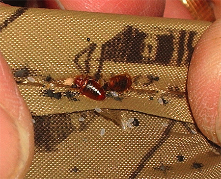 Punaises de lit dans les plis des vêtements