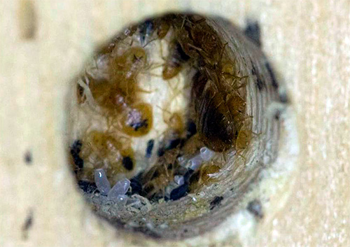 Les punaises de lit adorent se cacher dans les crevasses.