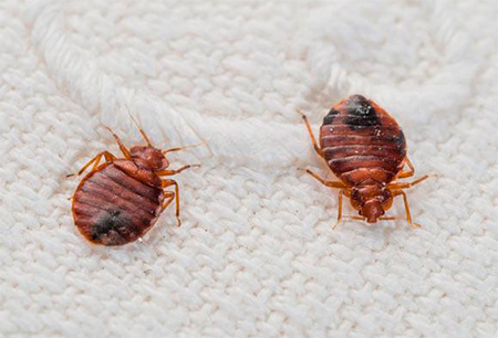 Les punaises de lit sont clairement visibles sur le linge de lit