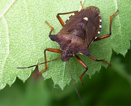 bouclier à pattes rouges