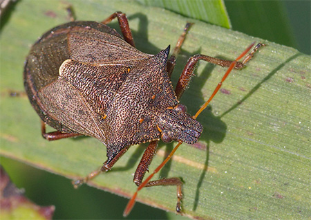 Bouclier à deux volets