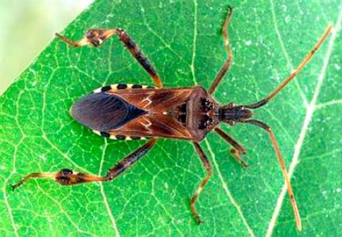 punaise de lit américaine