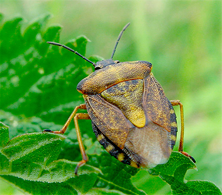 Le corps d'un insecte forestier ressemble à un pentagone