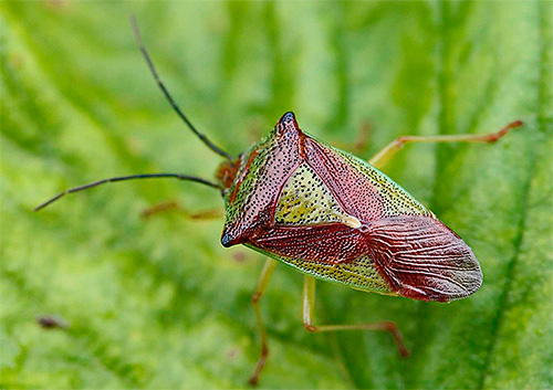 Punaise de lit Kilevik à feuilles caduques