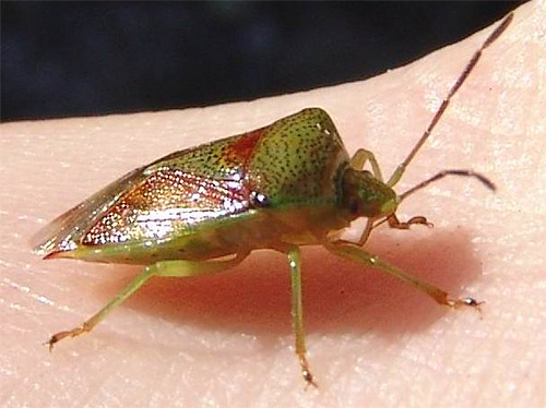 Faire entrer un insecte forestier dans un appartement est une rareté