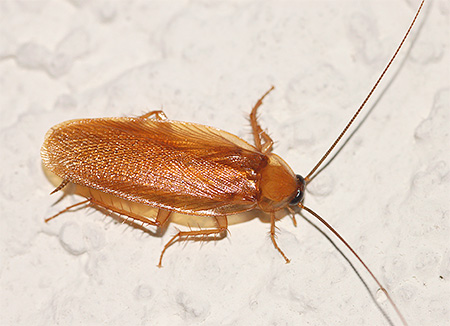 Connaître les pièges à cafards