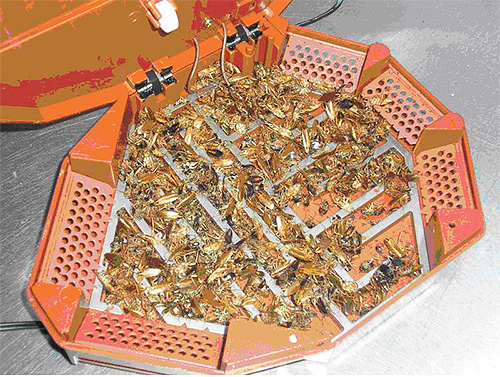 Cafards morts dans un piège électrique