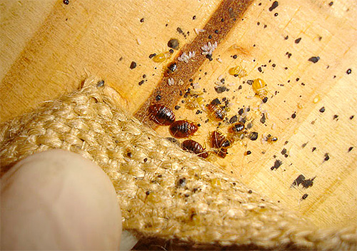 La ponte des punaises des meubles