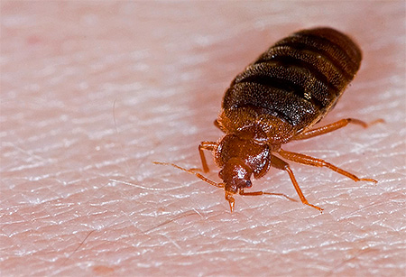 Punaise de lit : adulte