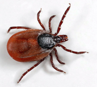 La tique a 8 pattes