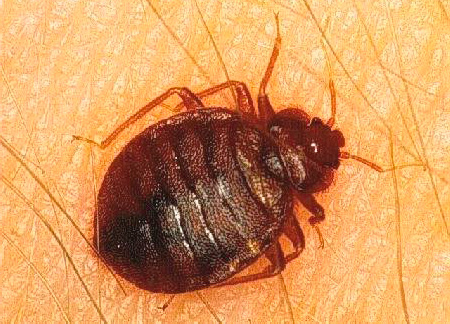 L'insecte a 6 pattes