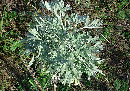 L'absinthe repousse les punaises de lit grâce à son odeur