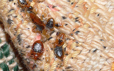 À propos du nettoyage de l'appartement des punaises de lit