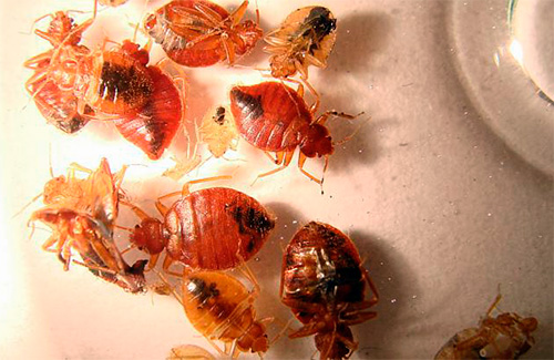 Les punaises de lit entrent dans l'appartement par les voisins