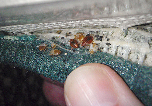 Punaises de lit dans les meubles rembourrés