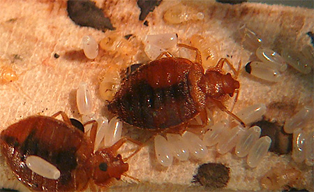 Les punaises de lit et leurs œufs