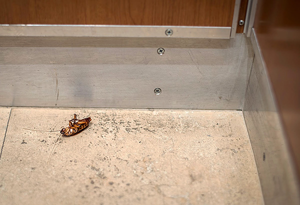 Pour augmenter l'efficacité de la lutte contre les cafards, il est important de pouvoir combiner correctement des moyens de différents types.