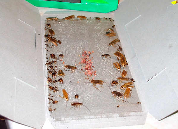 Un exemple de piège à cafards collant