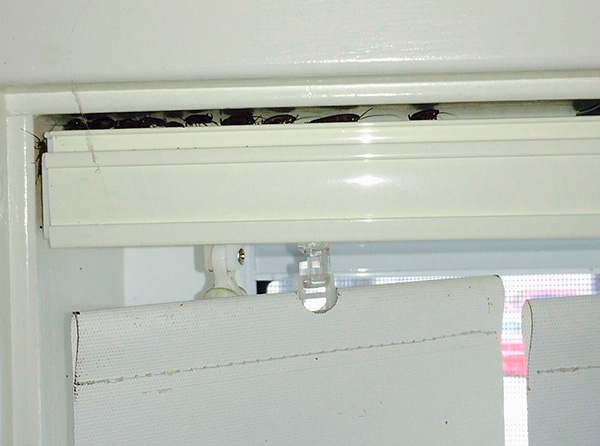 Le spray insecticide pénètre facilement même dans les endroits difficiles d'accès où les cafards se cachent souvent.