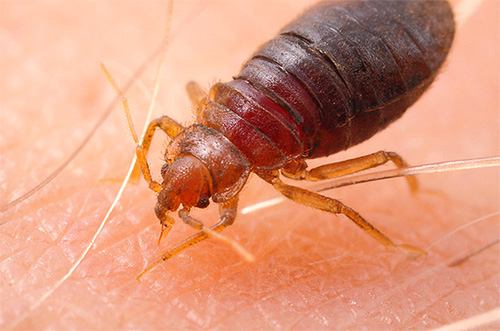 Punaise de lit au moment de la piqûre
