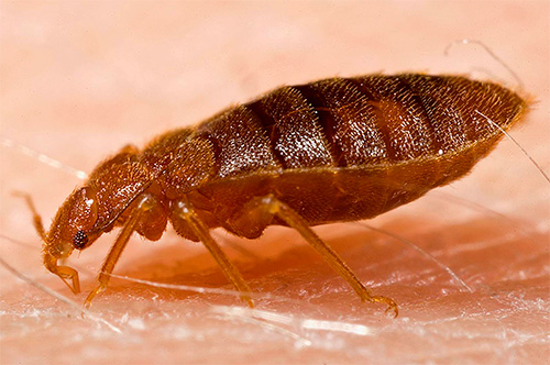 L'insecte boit du sang