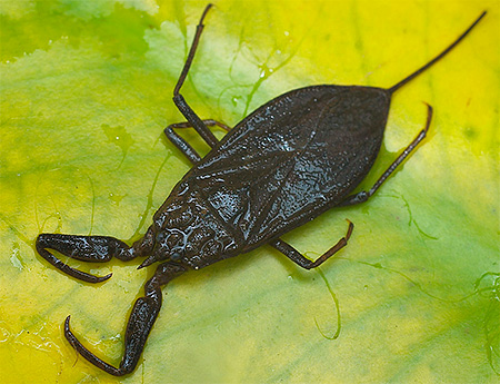 scorpion d'eau