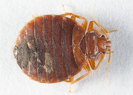 Punaise brûlante (Cimex Hemipterus)