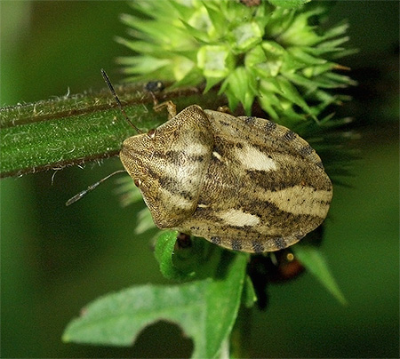 Tortue nuisible aux punaises de lit