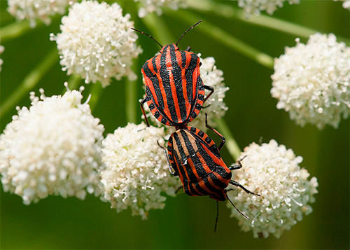 Punaise de ligne (Graphosoma lineatum)