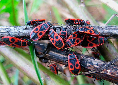 Insectes soldats (Pyrrhocoris apterus)