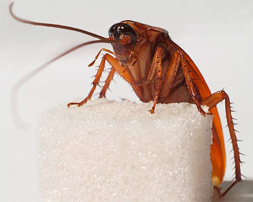 Lorsque les méthodes habituelles ne fonctionnaient pas, ils recouraient à l'aide de complots