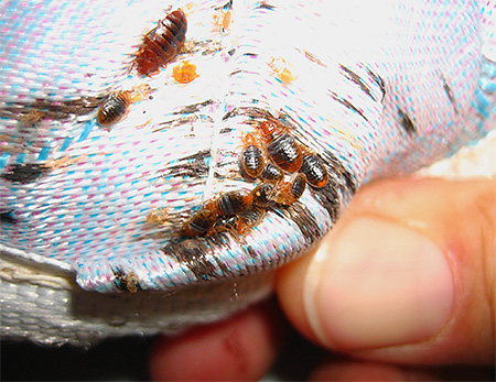 Utiliser des complots et des prières pour combattre les punaises de lit