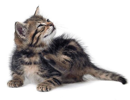 Fondamentalement, une personne est mordue par les puces des chats et des chiens aux puces.