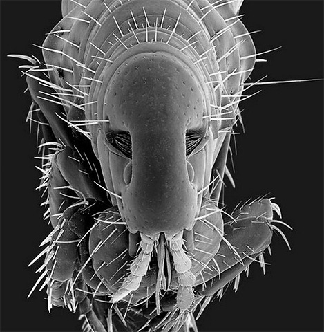 Puce de chien au microscope électronique