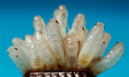 Au début, les nymphes sont blanches.