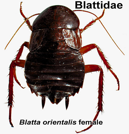 Blatte noire femelle (Blatta orientalis)