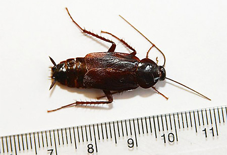 La taille moyenne des cafards noirs est de 2-3 cm