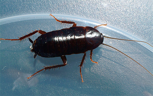 Cafard domestique noir