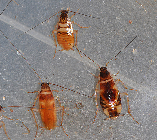 Les cafards des meubles