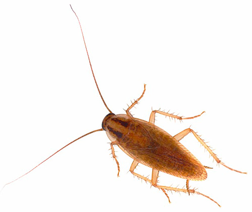 cafard domestique rouge mâle