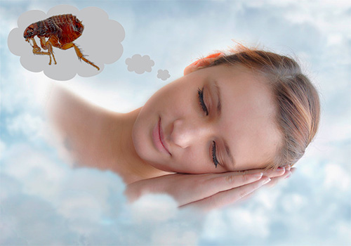 Pourquoi les puces rêvent-elles