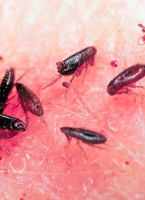 En règle générale, l'interprétation des puces dans un rêve par des livres de rêves est une nuisance