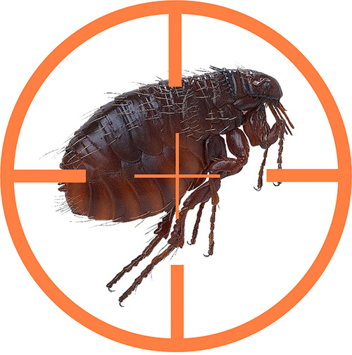 La destruction des puces dans un rêve est interprétée par les livres de rêve de manières très différentes.