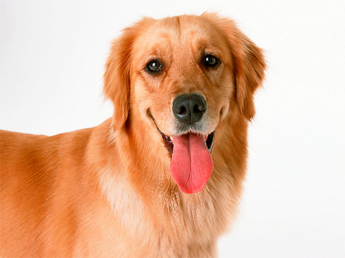 Pourquoi rêver de puces sur un chien